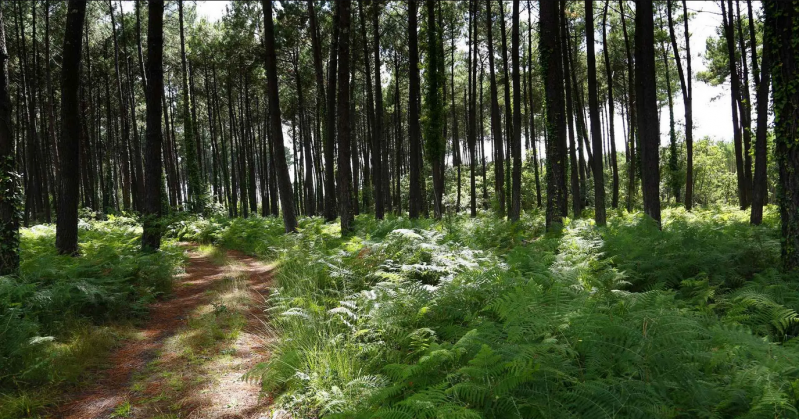balade à la découverte de la forêt.png